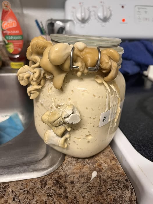 Why Did My Sourdough Discard Jar Explode in the Fridge? (What Happened & Why)